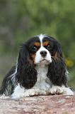 CAVALIER KING CHARLES 144